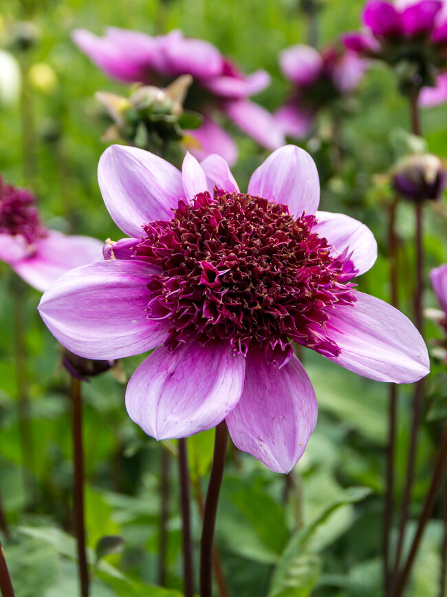 Dahlia Blue Bayou