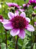 Dahlia Blue Bayou