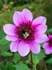 Dahlia Blue Bayou