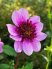 Dahlia Blue Bayou