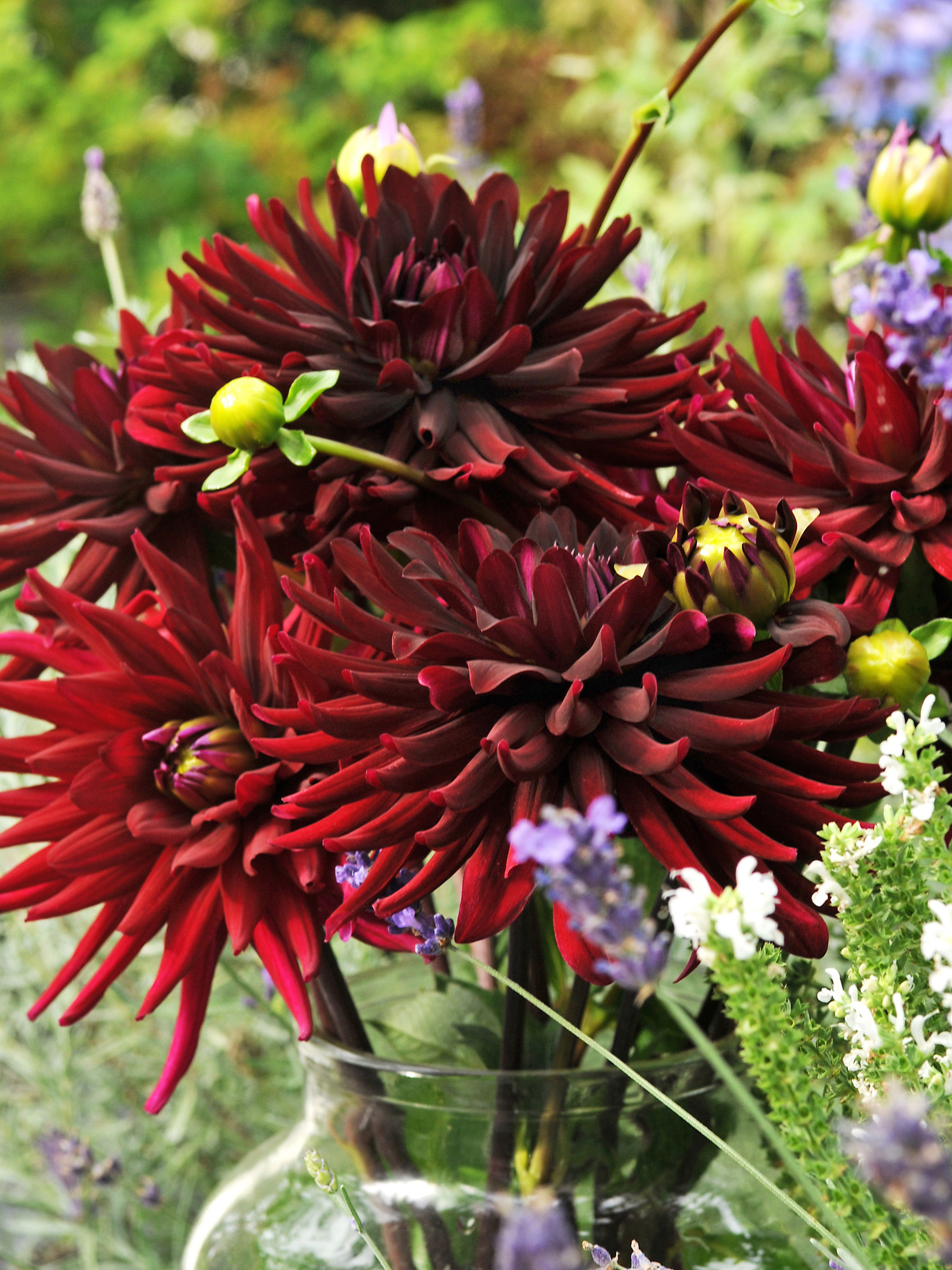 buy tulip plants Rainbow Mix Tulips