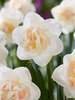 Daffodil Tender Beauty