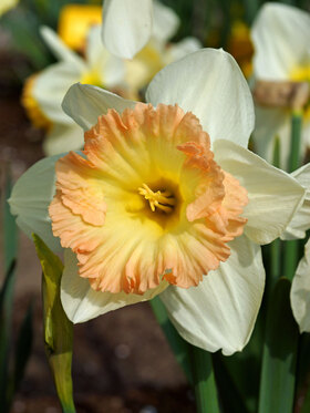 Photo of Daffodil British Gamble