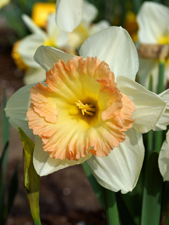 Daffodil British Gamble