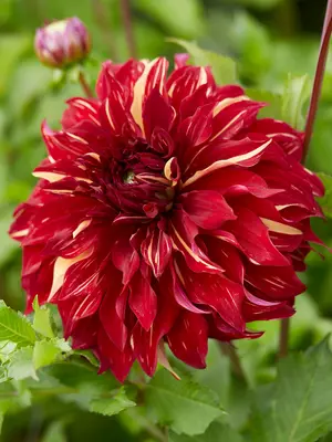 Link to Dahlia Bohemian Spartacus