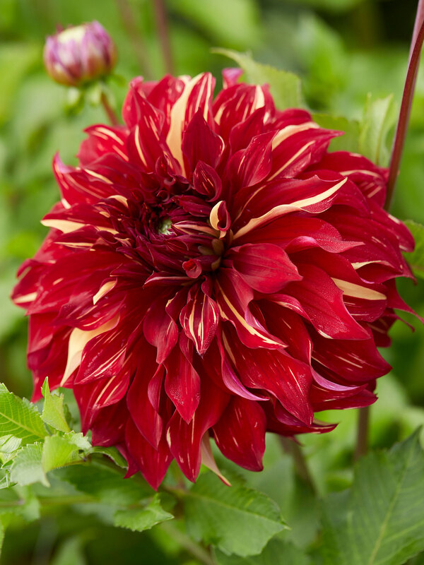 Dahlia Bohemian Spartacus