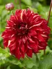 Dahlia Bohemian Spartacus