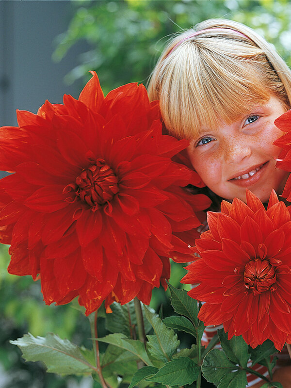 Dahlia The Big Wow