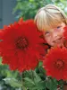 Dahlia The Big Wow