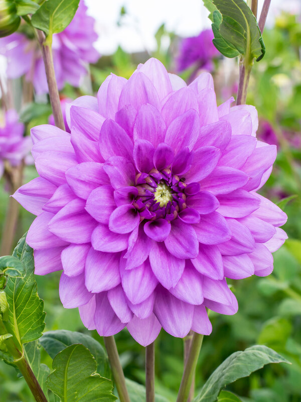 Dahlia Blue Boy