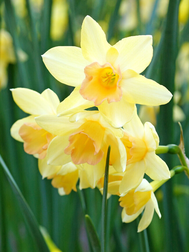 Daffodil Blushing Lady