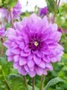 Dahlia Blue Boy