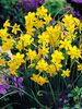 Daffodil Baby-Moon