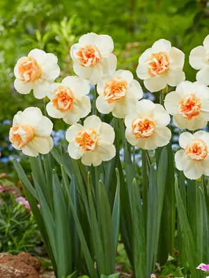 Link to Daffodil Bon Bon
