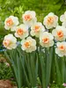 Daffodil Bon Bon