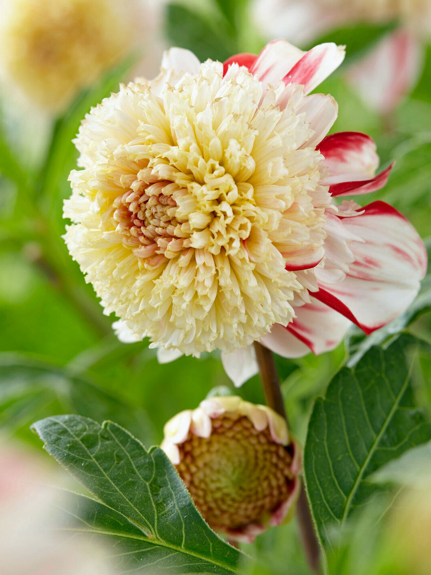 Dahlia Bon Odori (Powder Puff Dahlia)