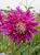 Dahlia Bristol Stripe
