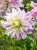 Dahlia Bristol Stripe