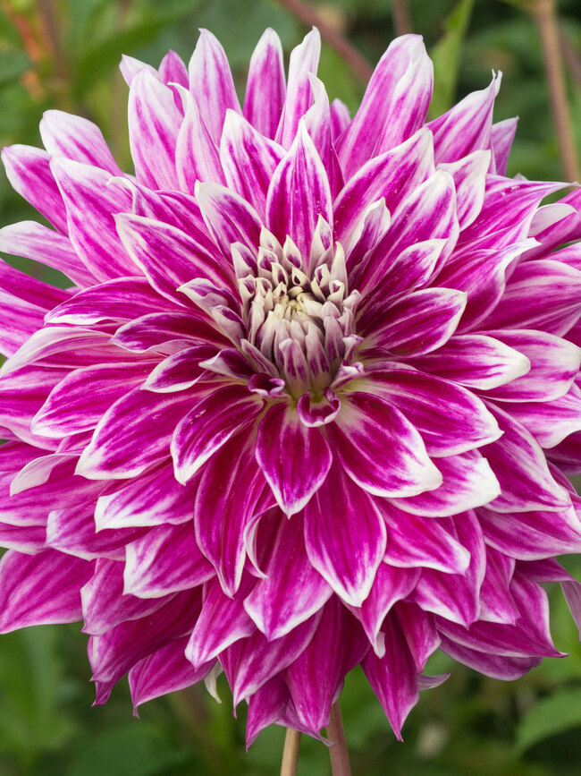 Dahlia Bristol Stripe