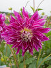 Dahlia Bristol Stripe