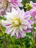 Dahlia Bristol Stripe