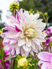 Dahlia Bristol Stripe