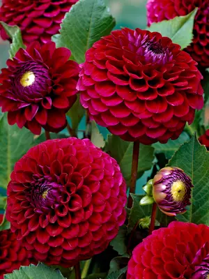 Link to Dahlia Babette
