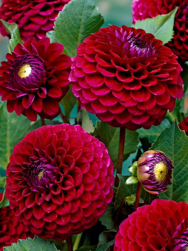 Dahlia Babette