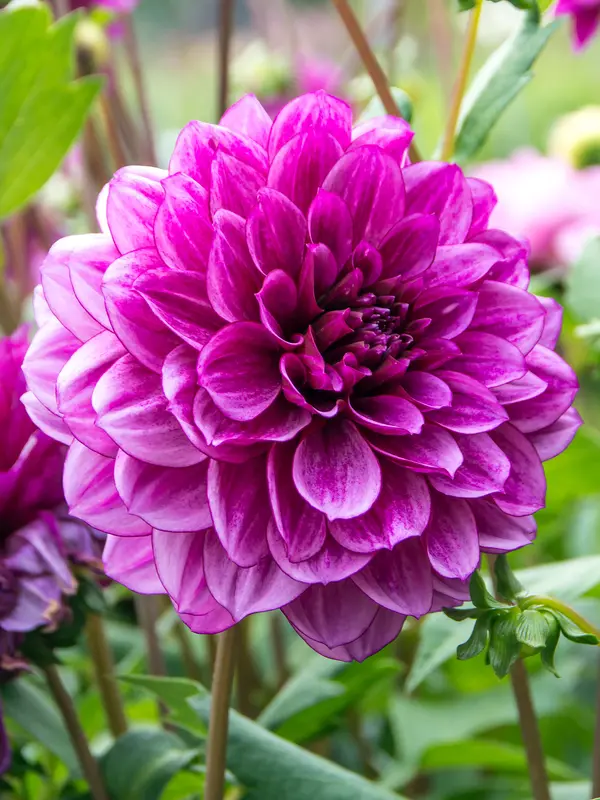 Dahlia Blue Bell