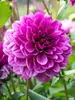 Dahlia Blue Bell