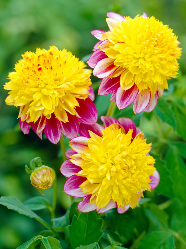 Dahlia Boogie Woogie