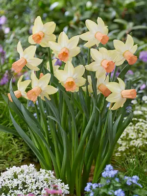 Link to Daffodil Carice