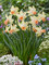Daffodil Carice
