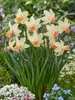 Daffodil Carice