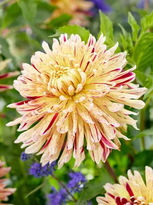 Link to Dahlia Cambridge