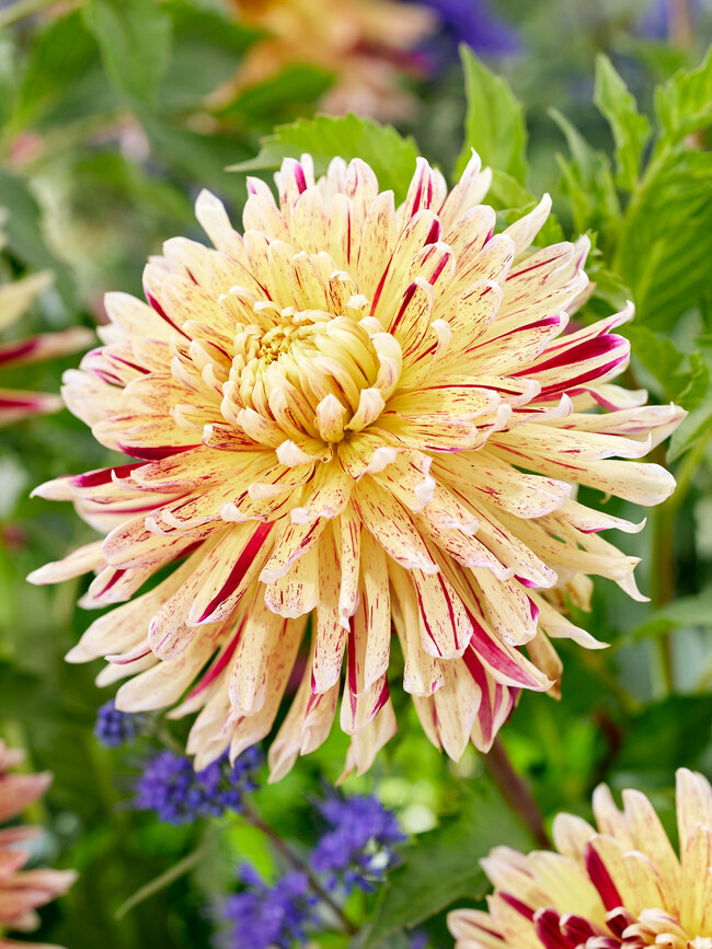 Dahlia Cambridge