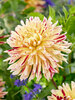 Dahlia Cambridge