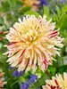 Dahlia Cambridge