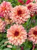 Dahlia Creme de Cognac