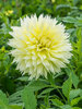 Dahlia Canary Fubuki