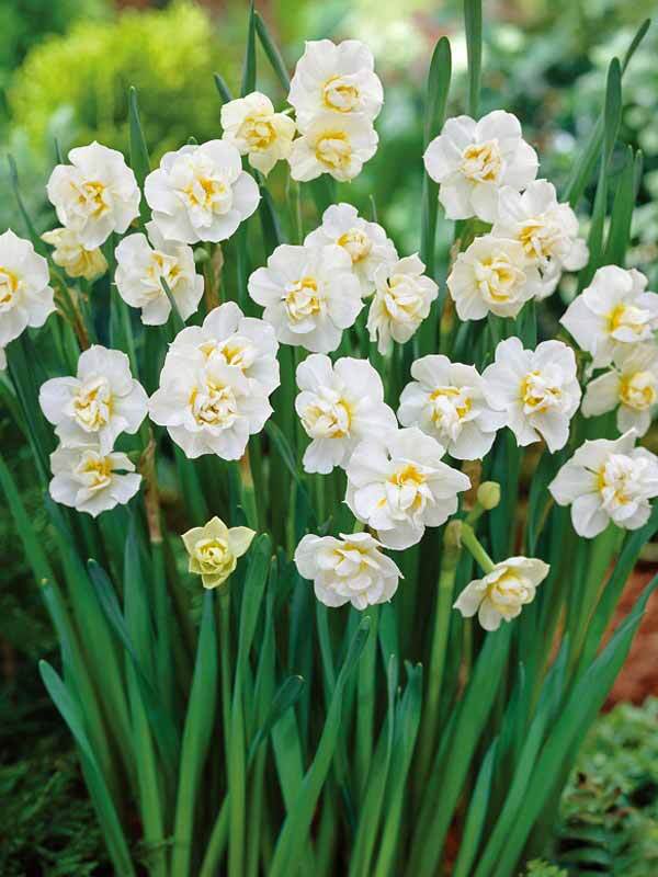 Daffodil Cheerfulness