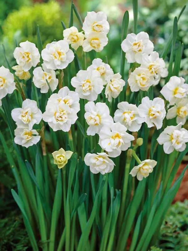 Daffodil Cheerfulness