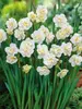 Daffodil Cheerfulness