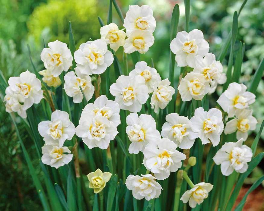Daffodil Cheerfulness Bluestone Perennials