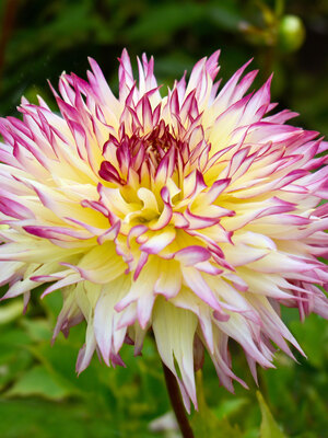 Dahlia Caproz Josephine | Bluestone Perennials
