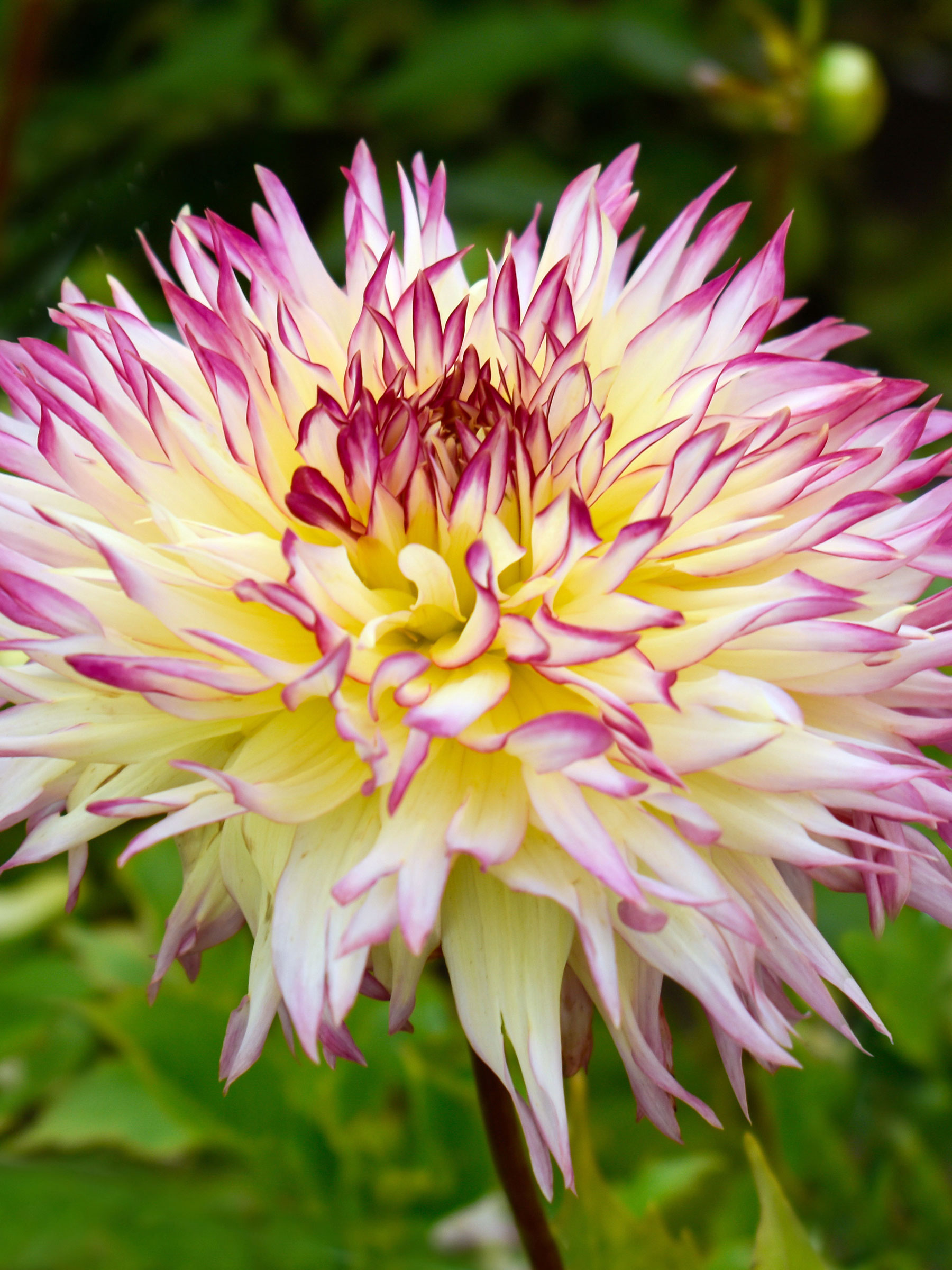 Dahlia Caproz Josephine | Bluestone Perennials
