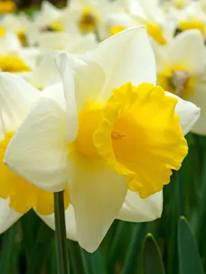 Link to Daffodil Cornish King
