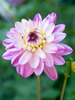 Dahlia Crazy Love