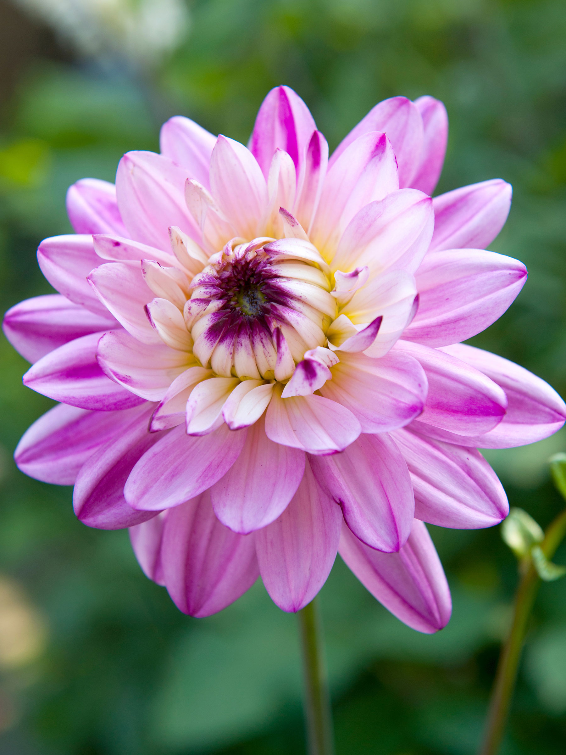 Dahlia Crazy Love | Bluestone Perennials