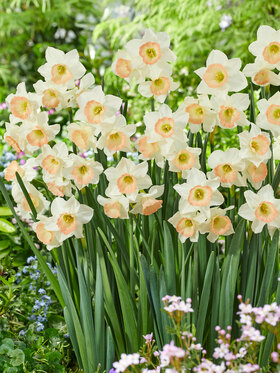 Photo of Daffodil Cosmopolitan (X5)